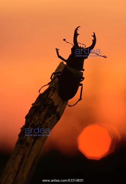 : Stag beetle (Lucanus cervus), male on branch in : Stag beetle (Lucanus cervus), male on branch in