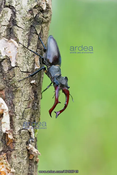 : Stag beetle (Lucanus cervus), male, Lower Saxony : Stag beetle (Lucanus cervus), male, Lower Saxony