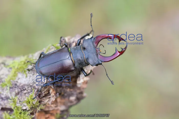 : Stag beetle (Lucanus cervus), male, Lower Saxony : Stag beetle (Lucanus cervus), male, Lower Saxony