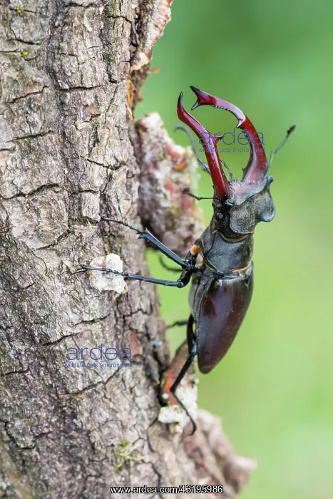 : Stag beetle (Lucanus cervus), male, Lower Saxony : Stag beetle (Lucanus cervus), male, Lower Saxony
