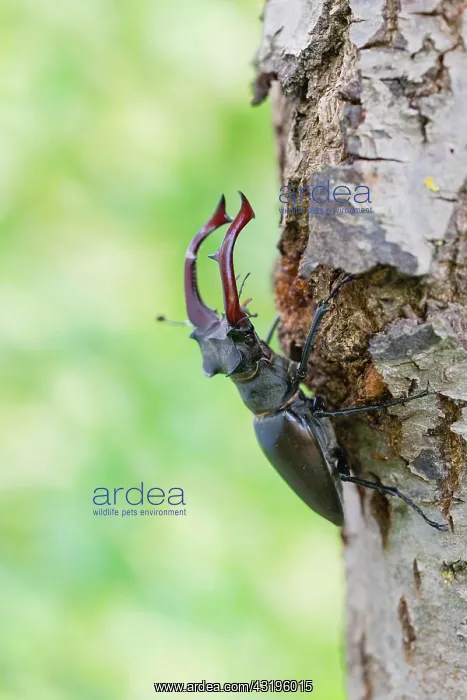 : Stag beetle (Lucanus cervus), male, Lower Saxony : Stag beetle (Lucanus cervus), male, Lower Saxony