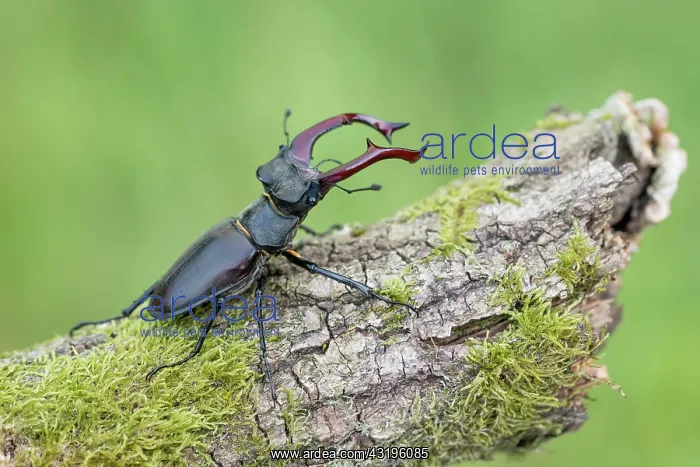 : Stag beetle (Lucanus cervus), male, Lower Saxony : Stag beetle (Lucanus cervus), male, Lower Saxony