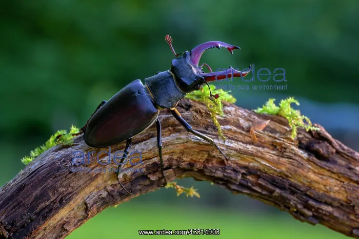 : Stag beetle (Lucanus cervus), male on moss-covered : Stag beetle (Lucanus cervus), male on moss-covered