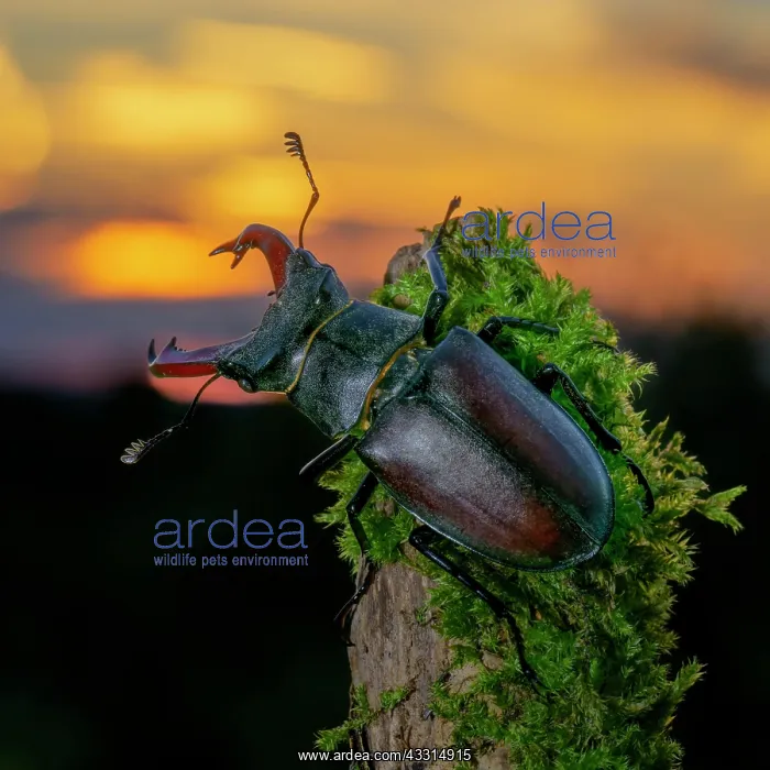 : Stag beetle (Lucanus cervus), male on moss-covered : Stag beetle (Lucanus cervus), male on moss-covered