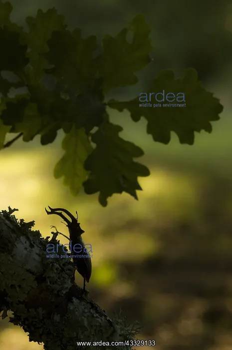 : Stag Beetle ( Lucanus cervus), male Pyrenees, Spain : Stag Beetle ( Lucanus cervus), male Pyrenees, Spain