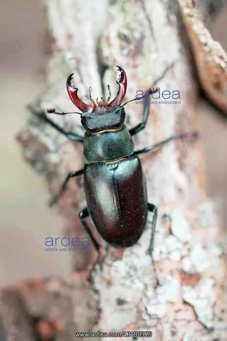 : Stag beetle (Lucanus cervus), male sitting on deadwood : Stag beetle (Lucanus cervus), male sitting on deadwood