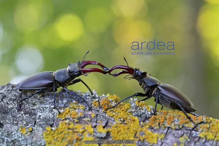 : Stag beetle (Lucanus cervus), two males with antler-like : Stag beetle (Lucanus cervus), two males with antler-like