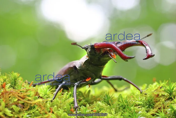 : Stag beetle (Lucanus cervus) on a moss cushion : Stag beetle (Lucanus cervus) on a moss cushion