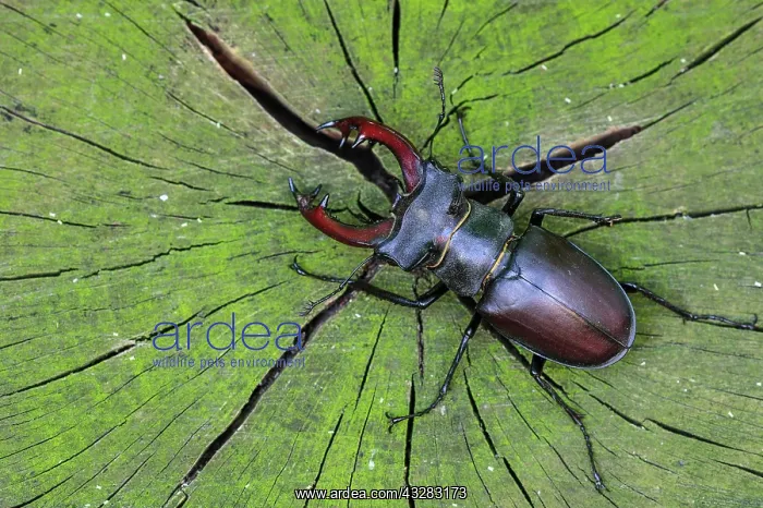 : Stag beetle (Lucanus cervus ) on an oak, Damme : Stag beetle (Lucanus cervus ) on an oak, Damme