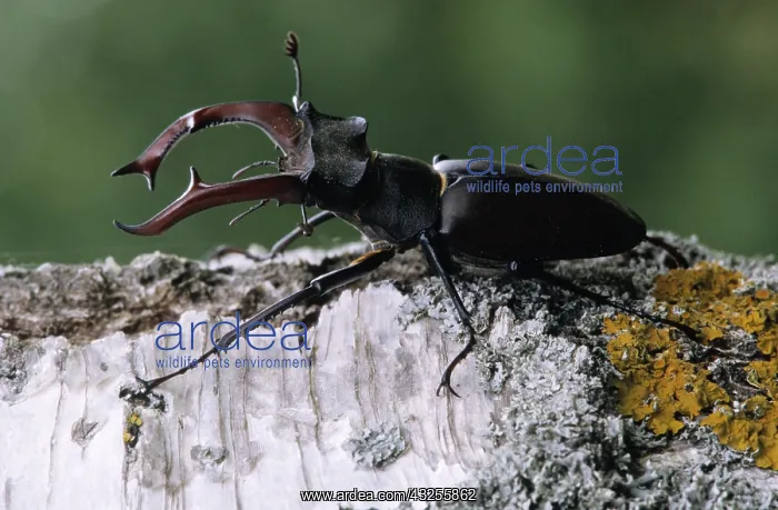 : Stag Beetle (Lucanus cervus) on tree trunk, Eur : Stag Beetle (Lucanus cervus) on tree trunk, Eur
