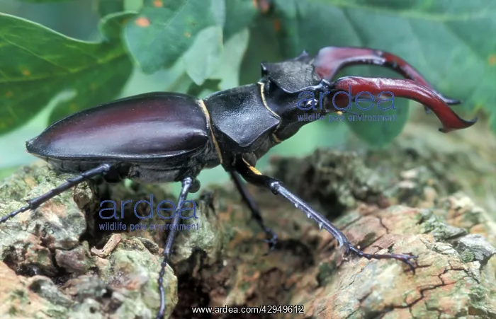 : Stag Beetle - Male : Stag Beetle - Male