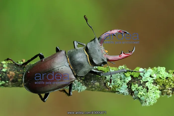  : Stag Beetle male