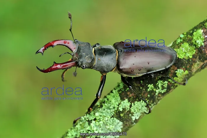  : Stag Beetle male