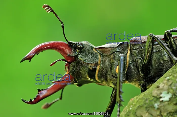  : Stag Beetle male