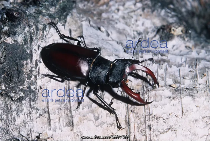: STAG BEETLE - MALE : STAG BEETLE - MALE