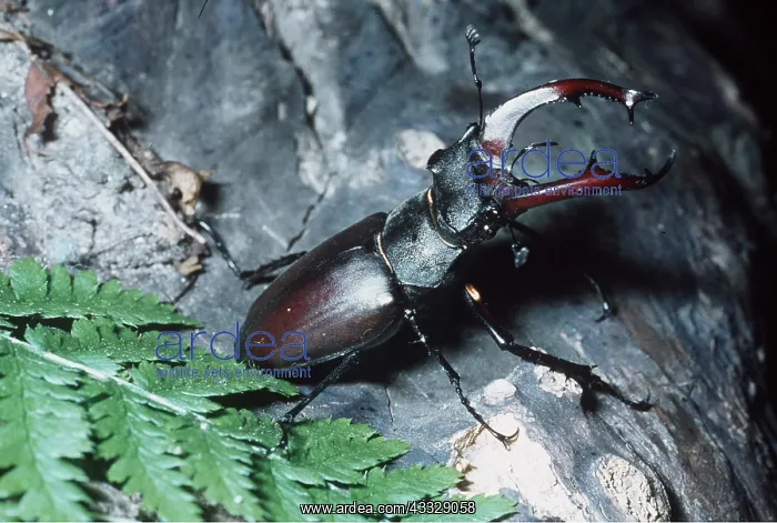 : Stag Beetle - male, on bark : Stag Beetle - male, on bark