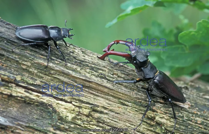 : Stag Beetle - Male and female : Stag Beetle - Male and female