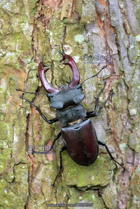 : Stag beetle male (Lucanus cervus), sitting on the : Stag beetle male (Lucanus cervus), sitting on the