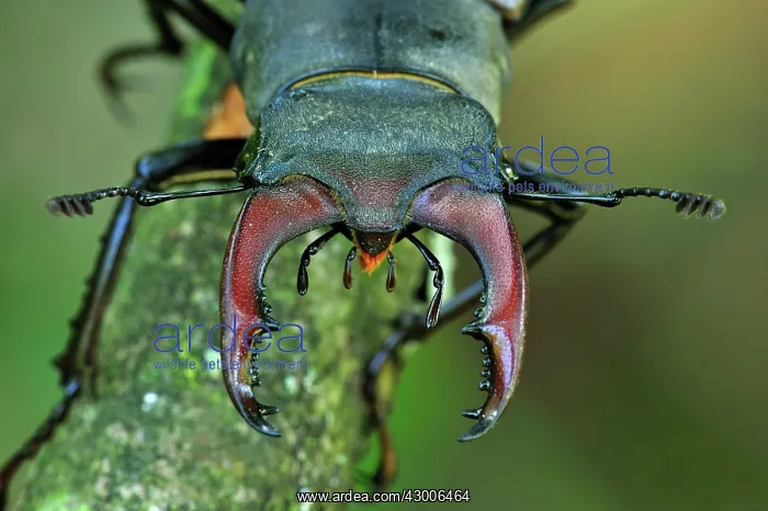 : Stag Beetle male portrait : Stag Beetle male portrait
