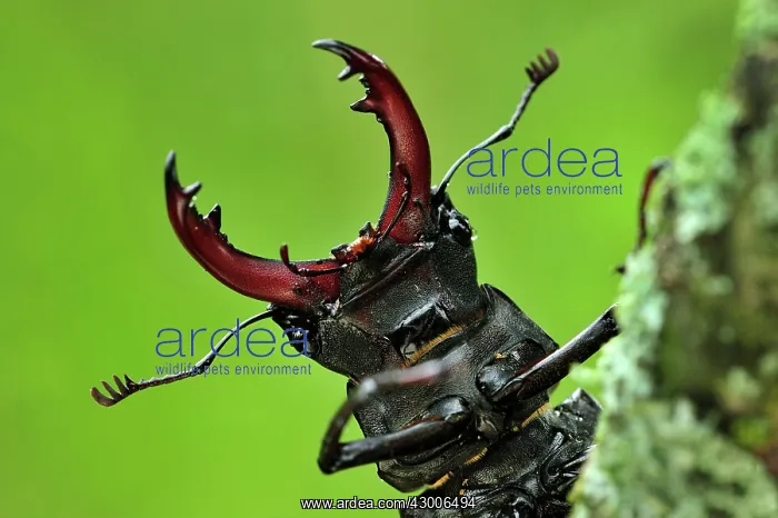 : Stag Beetle male portrait : Stag Beetle male portrait