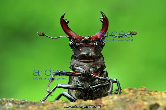 : Stag Beetle male portrait : Stag Beetle male portrait