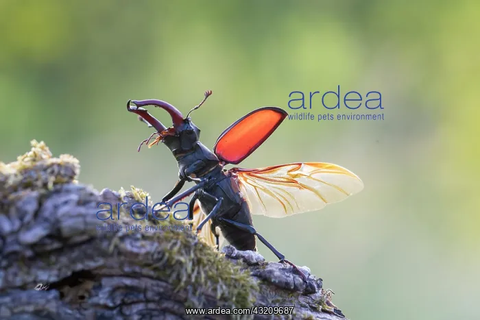 : Stag Beetle - male with spread wings shortly bef : Stag Beetle - male with spread wings shortly bef