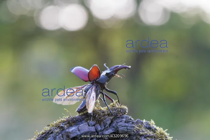  : Stag Beetle - male with spread wings shortly bef