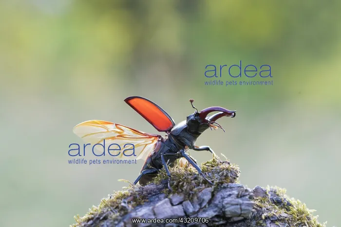 : Stag Beetle - male with spread wings shortly bef : Stag Beetle - male with spread wings shortly bef