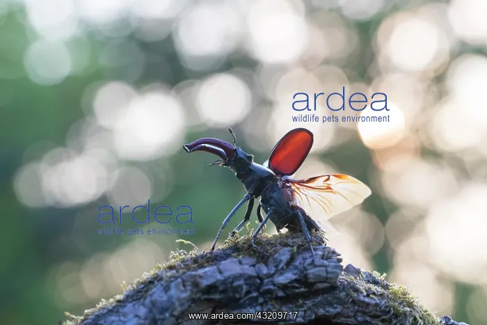 : Stag Beetle - male with spread wings shortly bef : Stag Beetle - male with spread wings shortly bef