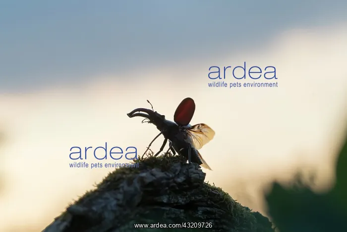 : Stag Beetle - male with spread wings shortly bef : Stag Beetle - male with spread wings shortly bef