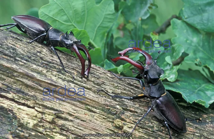 : Stag Beetle - Two males defending their territory : Stag Beetle - Two males defending their territory