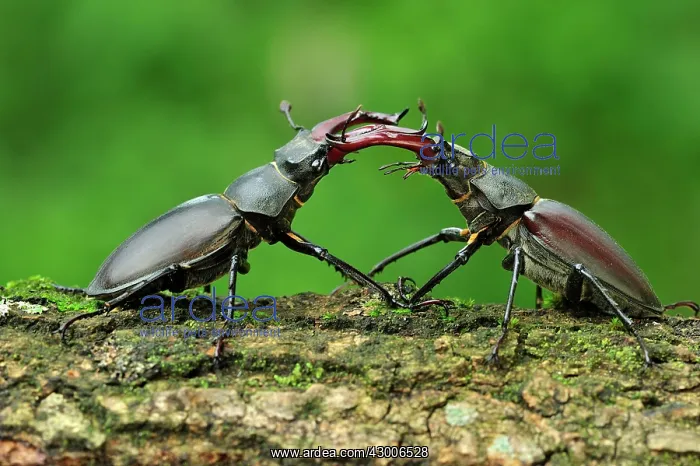 : Stag Beetle males fighting : Stag Beetle males fighting