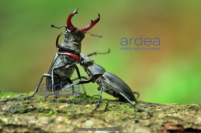 : Stag Beetle males fighting : Stag Beetle males fighting