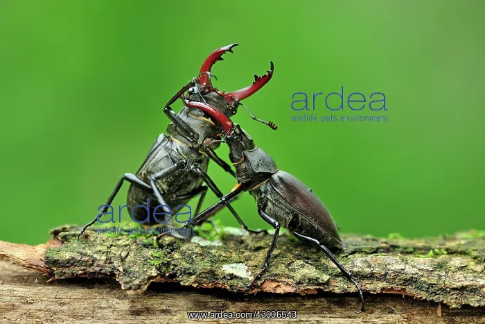 : Stag Beetle males fighting : Stag Beetle males fighting