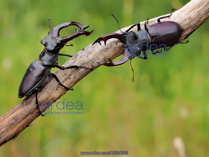 : Stag Beetle - two males meeting on a branch : Stag Beetle - two males meeting on a branch