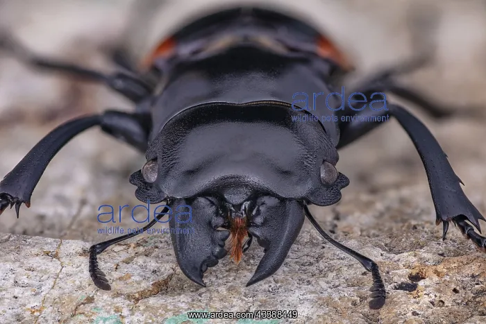  : Stag Beetle, Odontolabis wollastoni, Indonesia, Asia