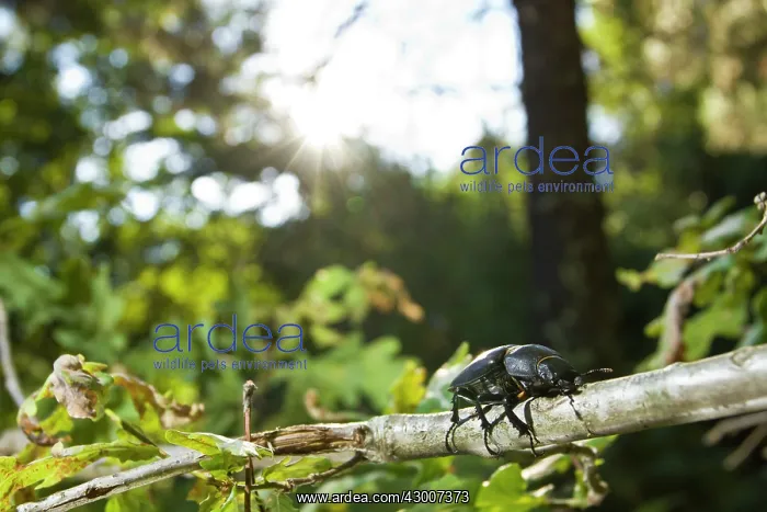 : Stag Beetle perched on a branch : Stag Beetle perched on a branch