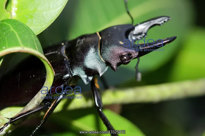 : Stag Beetle - showing jaws on plant - Klungkung : Stag Beetle - showing jaws on plant - Klungkung