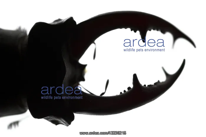: Stag Beetle silhouetted detail of the head Galicia Spai : Stag Beetle silhouetted detail of the head Galicia Spai