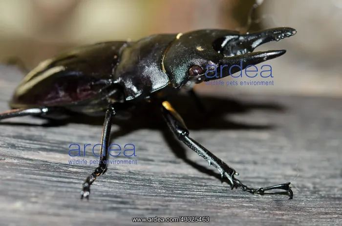 : Stag Beetle - on wood - Klungkung, Bali, Indonesia : Stag Beetle - on wood - Klungkung, Bali, Indonesia