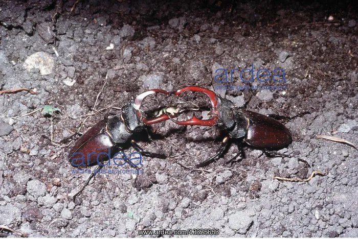 : Stag Beetles fighting : Stag Beetles fighting