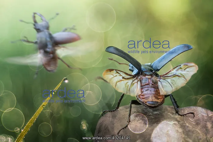 : Two stag beetles starting to fly : Two stag beetles starting to fly