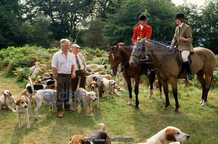  : Stag Hunting - quantock staghounds