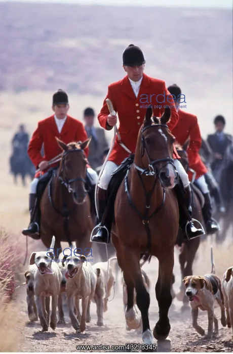 : STAG HUNTING - Quantock staghounds : STAG HUNTING - Quantock staghounds