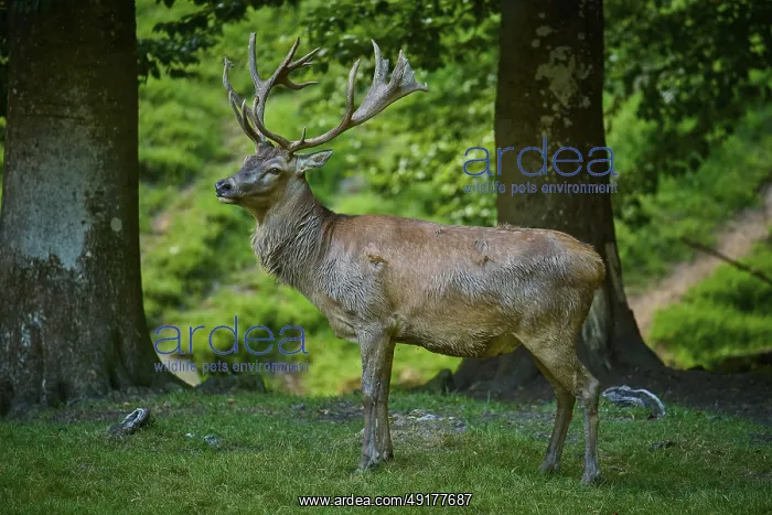 : A stag poses in a lively forest with a gentle atmosphere : A stag poses in a lively forest with a gentle atmosphere