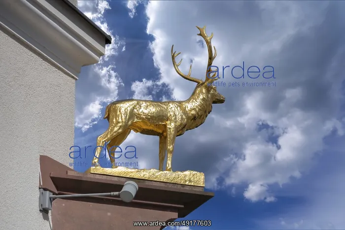 : Stag statue from the Hotel Deer, Marktpl : Stag statue from the Hotel Deer, Marktpl