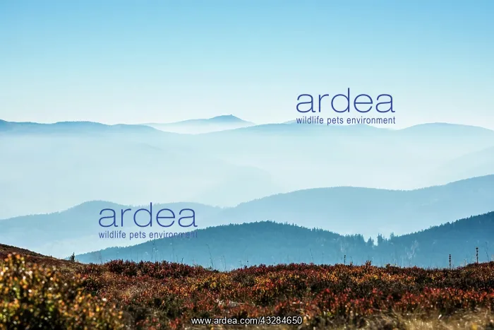 : Staggered mountain ranges in the haze, am Hohneck : Staggered mountain ranges in the haze, am Hohneck