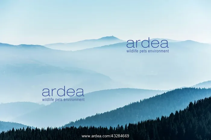 : Staggered mountain ranges in the haze, am Hohneck : Staggered mountain ranges in the haze, am Hohneck