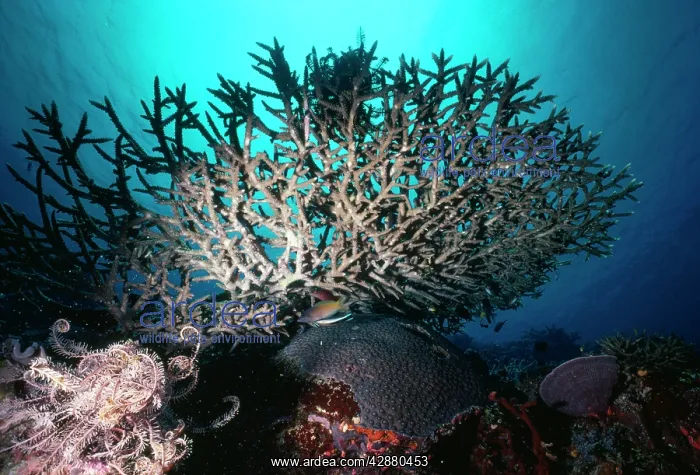 : STAGHORN CORAL : STAGHORN CORAL
