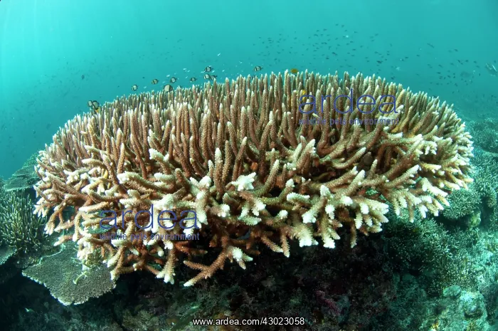  : Staghorn Coral